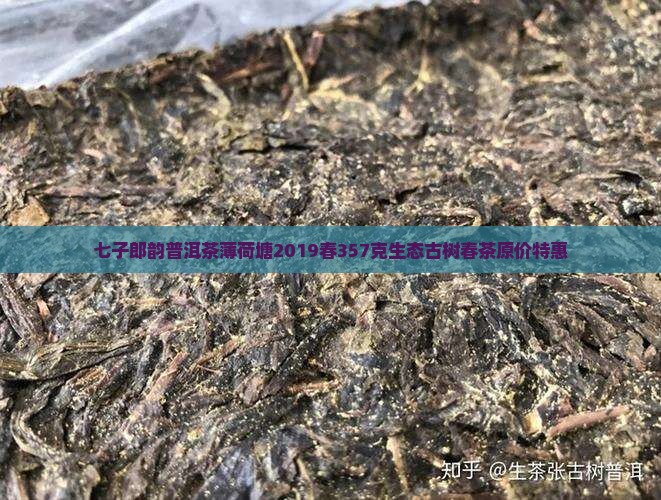 七子郎韵普洱茶薄荷塘2019春357克生态古树春茶原价特惠
