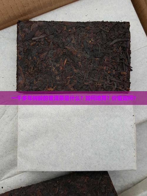 一千多年树龄的普洱茶是什么？如何培育？价值如何？