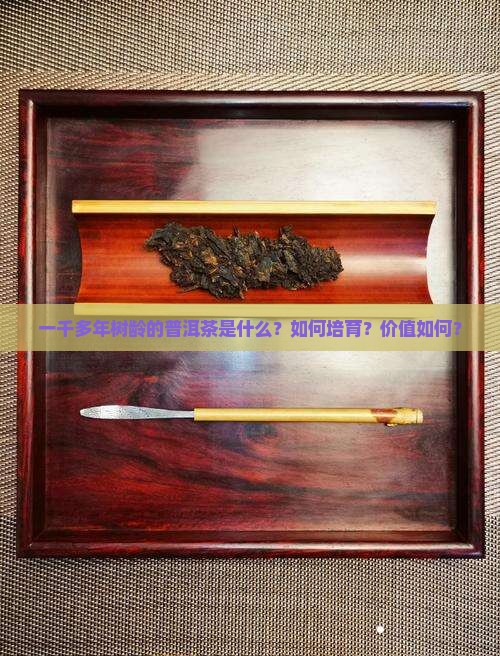 一千多年树龄的普洱茶是什么？如何培育？价值如何？