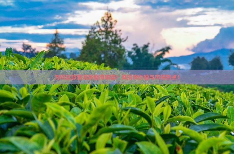 为何这款普洱茶值得收藏？其投资价值与市场热点！