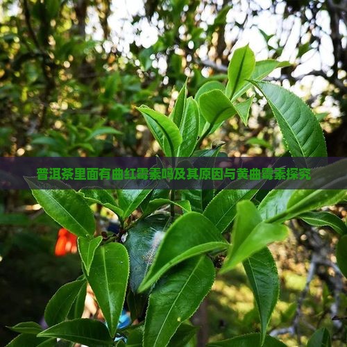 普洱茶里面有曲红霉素吗及其原因与黄曲霉素探究