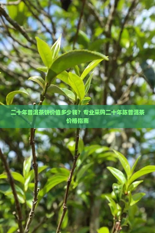 二十年普洱茶饼价值多少钱？专业采购二十年陈普洱茶价格指南