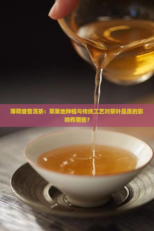 薄荷塘普洱茶：草果地种植与传统工艺对茶叶品质的影响有哪些？