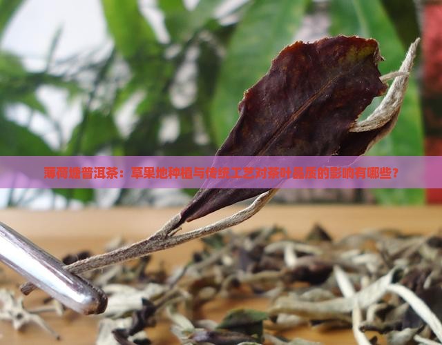 薄荷塘普洱茶：草果地种植与传统工艺对茶叶品质的影响有哪些？