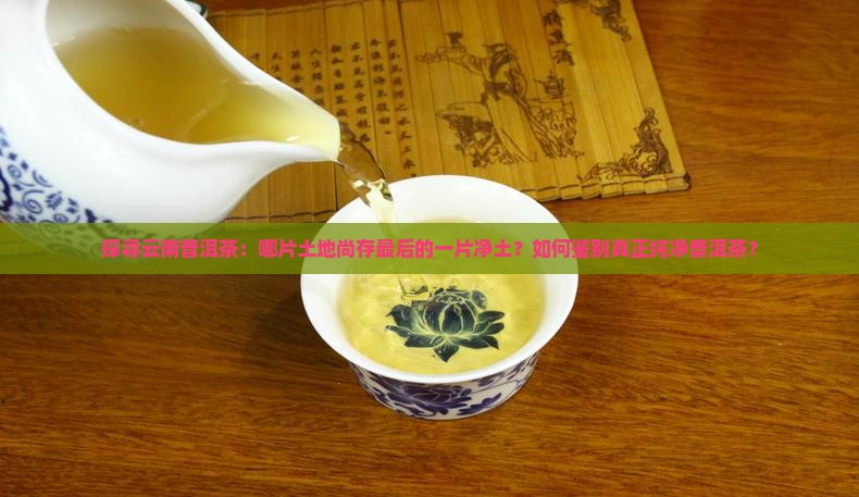 探寻云南普洱茶：哪片土地尚存最后的一片净土？如何鉴别真正纯净普洱茶？