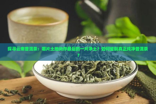 探寻云南普洱茶：哪片土地尚存最后的一片净土？如何鉴别真正纯净普洱茶？