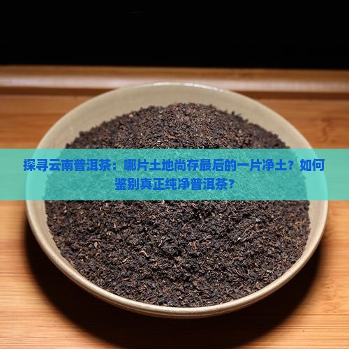 探寻云南普洱茶：哪片土地尚存最后的一片净土？如何鉴别真正纯净普洱茶？