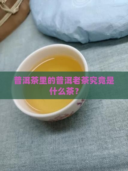 普洱茶里的普洱老茶究竟是什么茶？