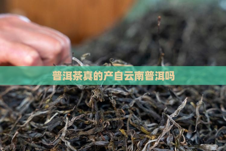 普洱茶真的产自云南普洱吗