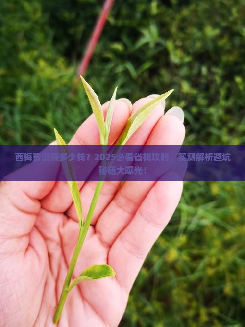 西梅普洱茶多少钱