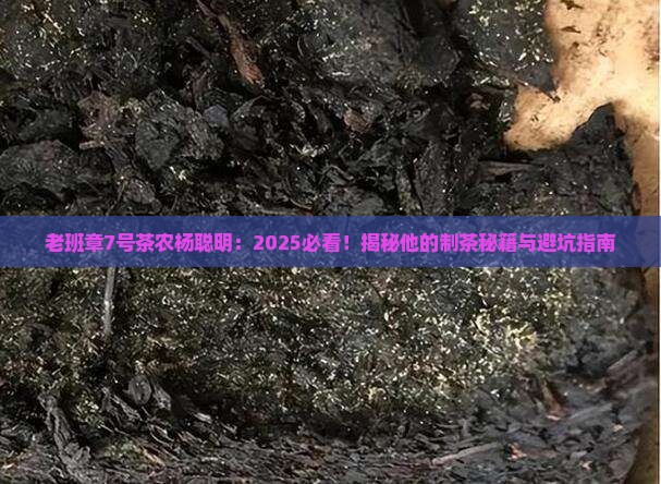 老班章7号茶农杨聪明