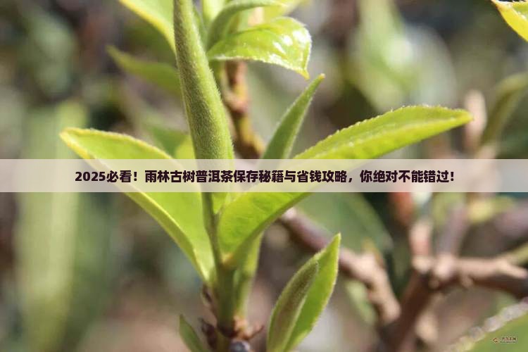 雨林古树普洱茶如何保存