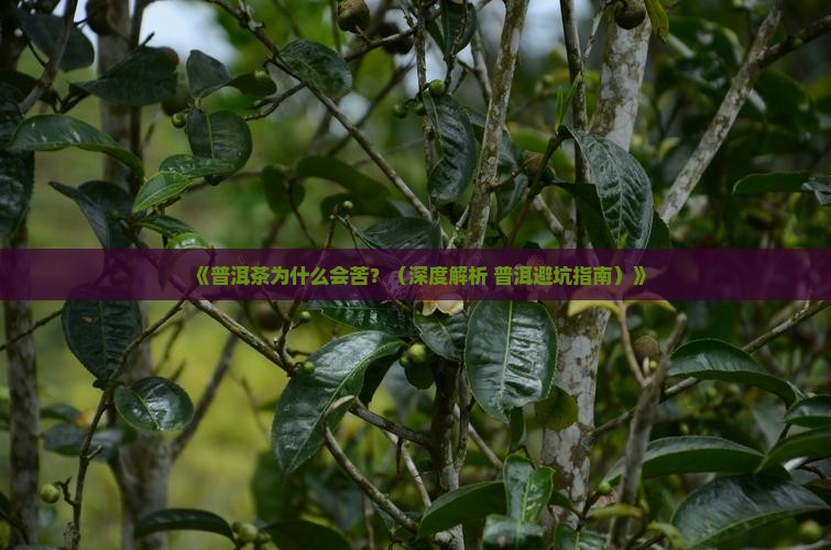 什么普洱茶是苦的的