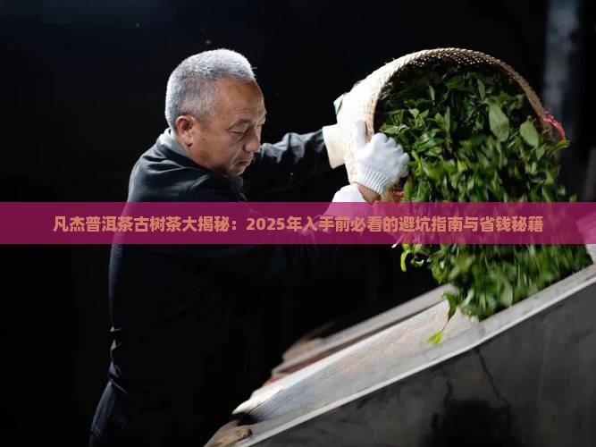 凡杰普洱茶古树茶