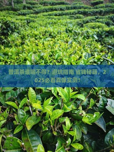 普洱茶不适人群 普洱茶不适人群