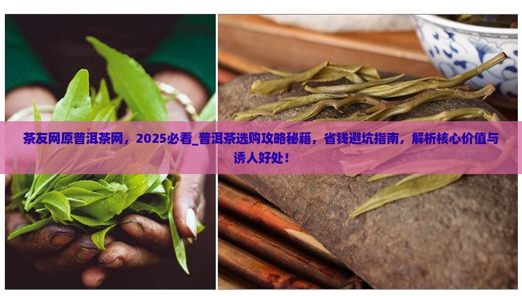 茶友网原普洱茶网
