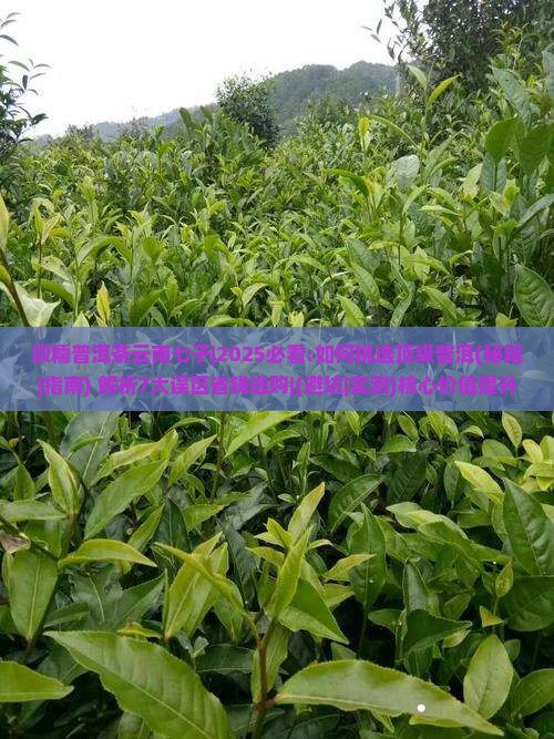 坝糯普洱茶云南七子