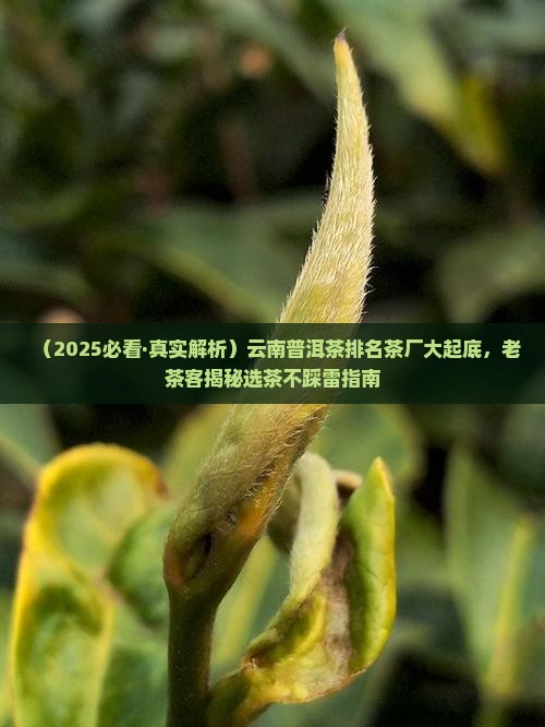 云南普洱茶排名茶厂