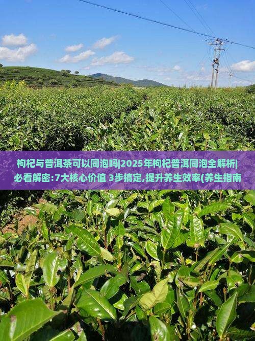 枸杞与普洱茶可以同泡吗