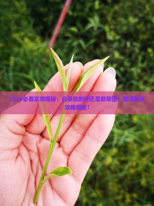 白茶陈的好还是新茶好普洱陈茶
