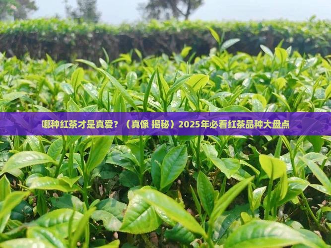 比较有名的红茶品种