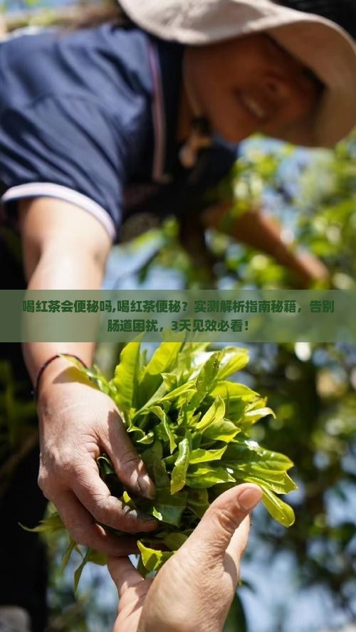 喝红茶会便秘吗 喝红茶会便秘吗