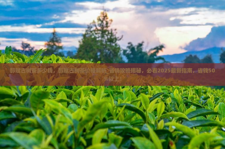 醇赋古树茶多少钱