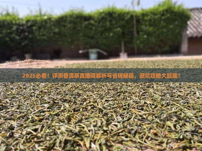 评测普洱茶直播间
