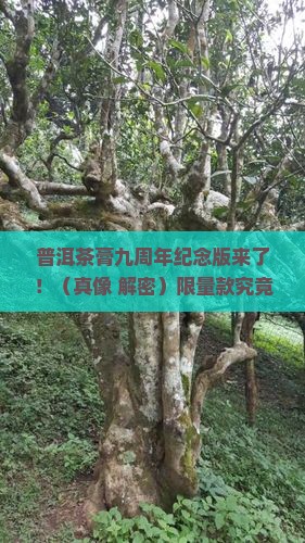 普洱茶膏九周年纪念版