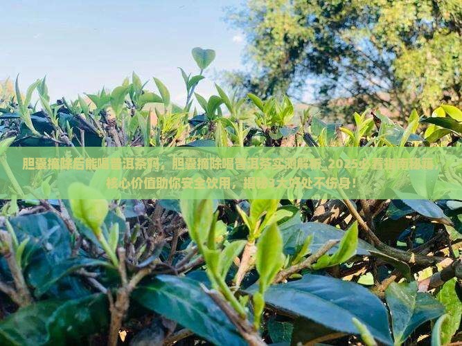 胆囊摘除后能喝普洱茶吗 胆囊摘除后能喝普洱茶吗