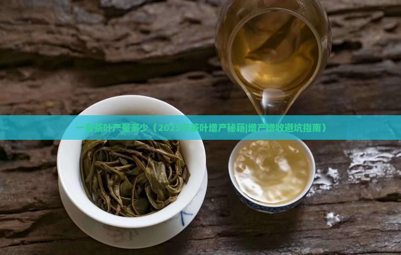 一亩茶叶产量多少 一亩茶叶产量多少