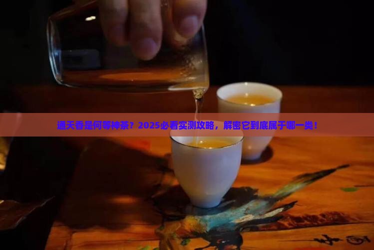 通天香属于什么茶