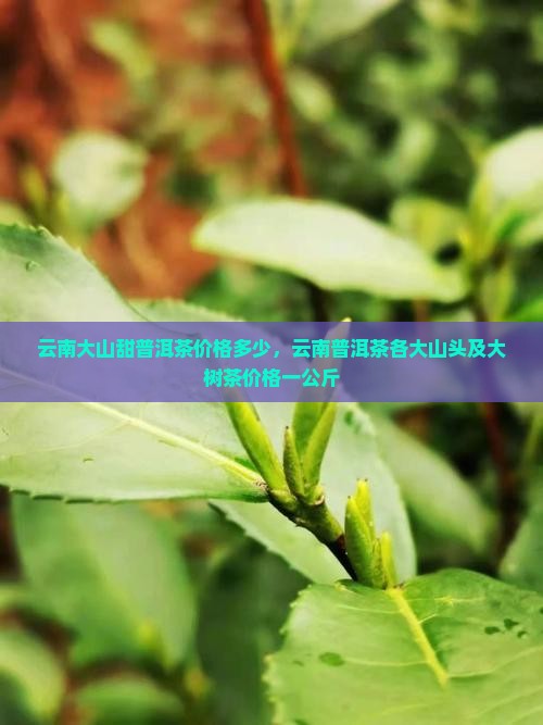 云南大山甜普洱茶价格多少