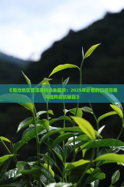 临沧地区普洱茶特点