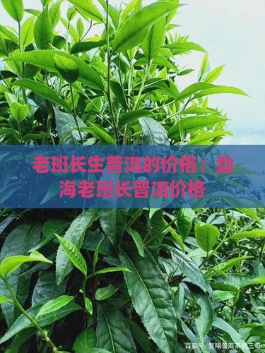 老班长生普洱的价格