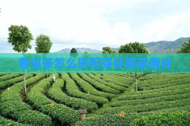 普洱茶怎么搭配茶杯喝茶