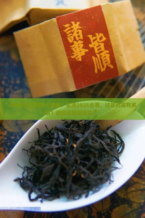 今春的冰岛古树茶