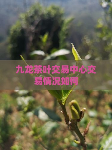 九龙茶叶交易中心怎么样