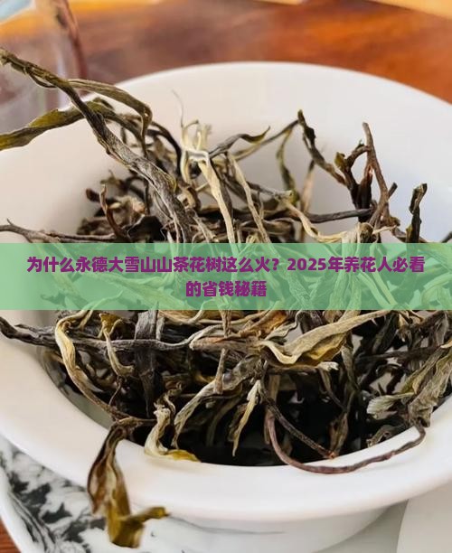 永德大雪山山茶花树 永德大雪山山茶花树