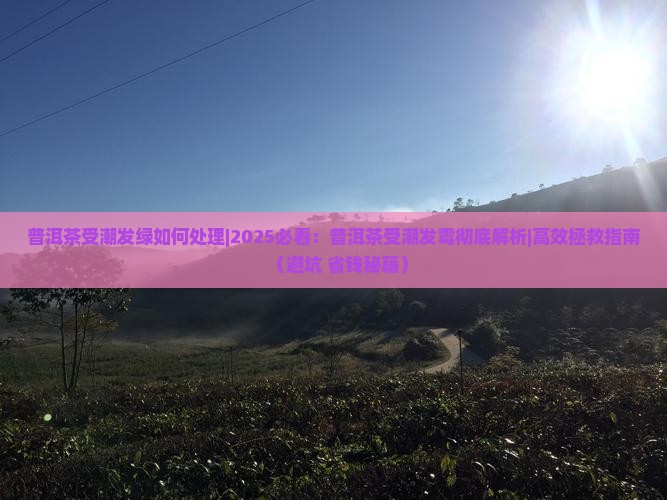 普洱茶受潮发绿如何处理