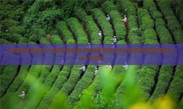 普洱茶和坚果能一起吃吗