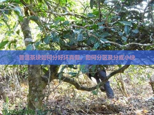 普洱茶块如何分