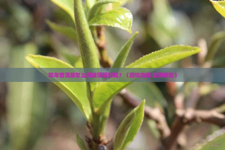 陈年普洱茶玻璃瓶封瓶