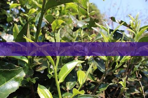 普洱茶敞口杯子更香吗为什么 普洱茶敞口杯子更香吗为什么