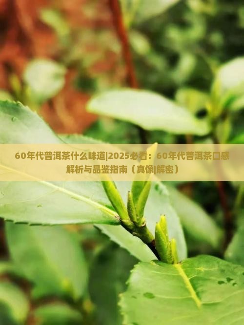 60年代普洱茶什么味道
