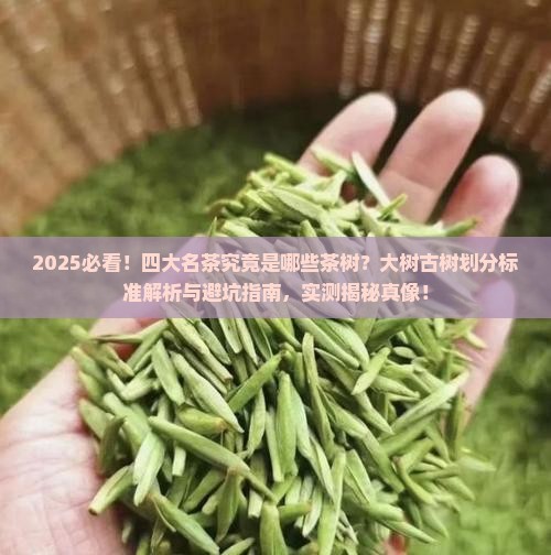 四大名茶是什么茶树大树古树划分
