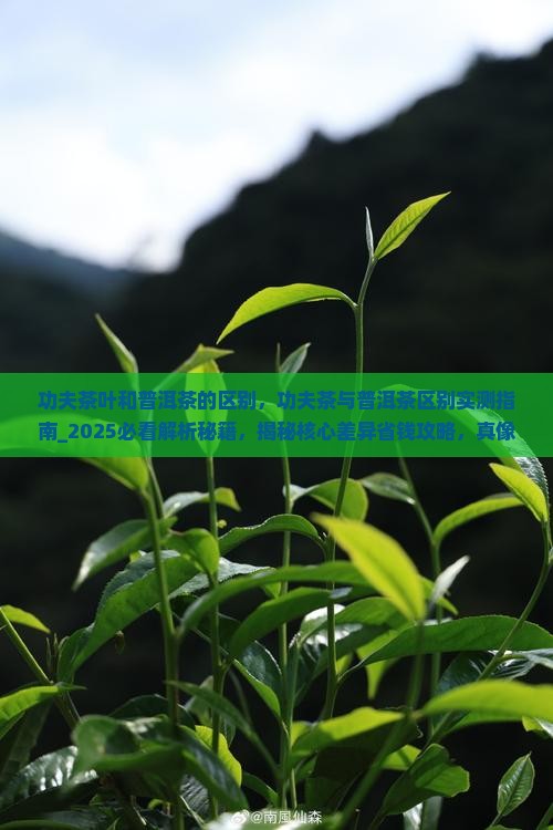 功夫茶叶和普洱茶的区别