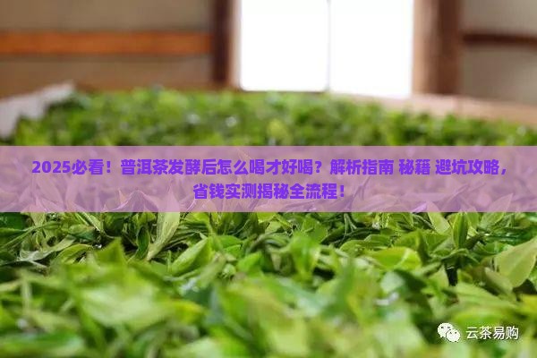 普洱茶发酵后怎么喝好喝