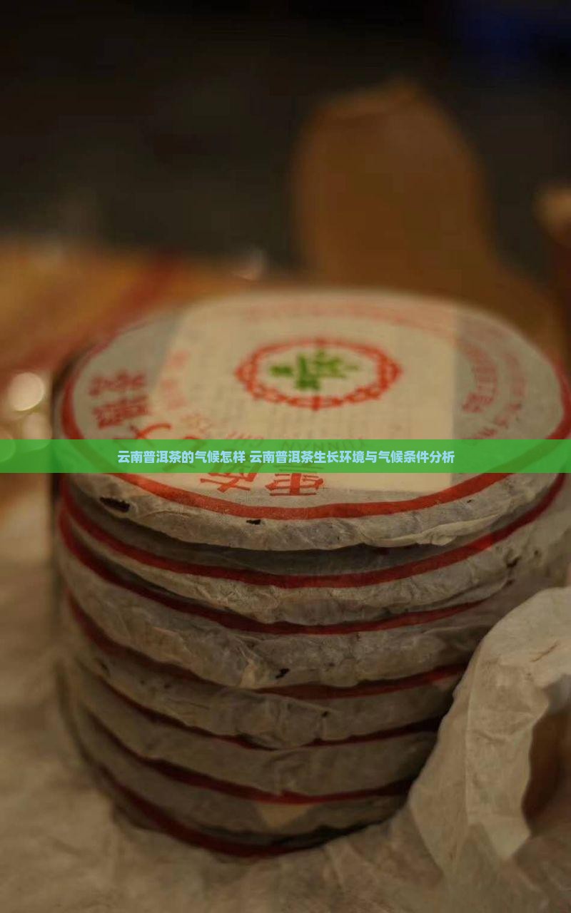 云南普洱茶的气候怎样