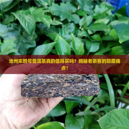 池州宋聘号普洱茶